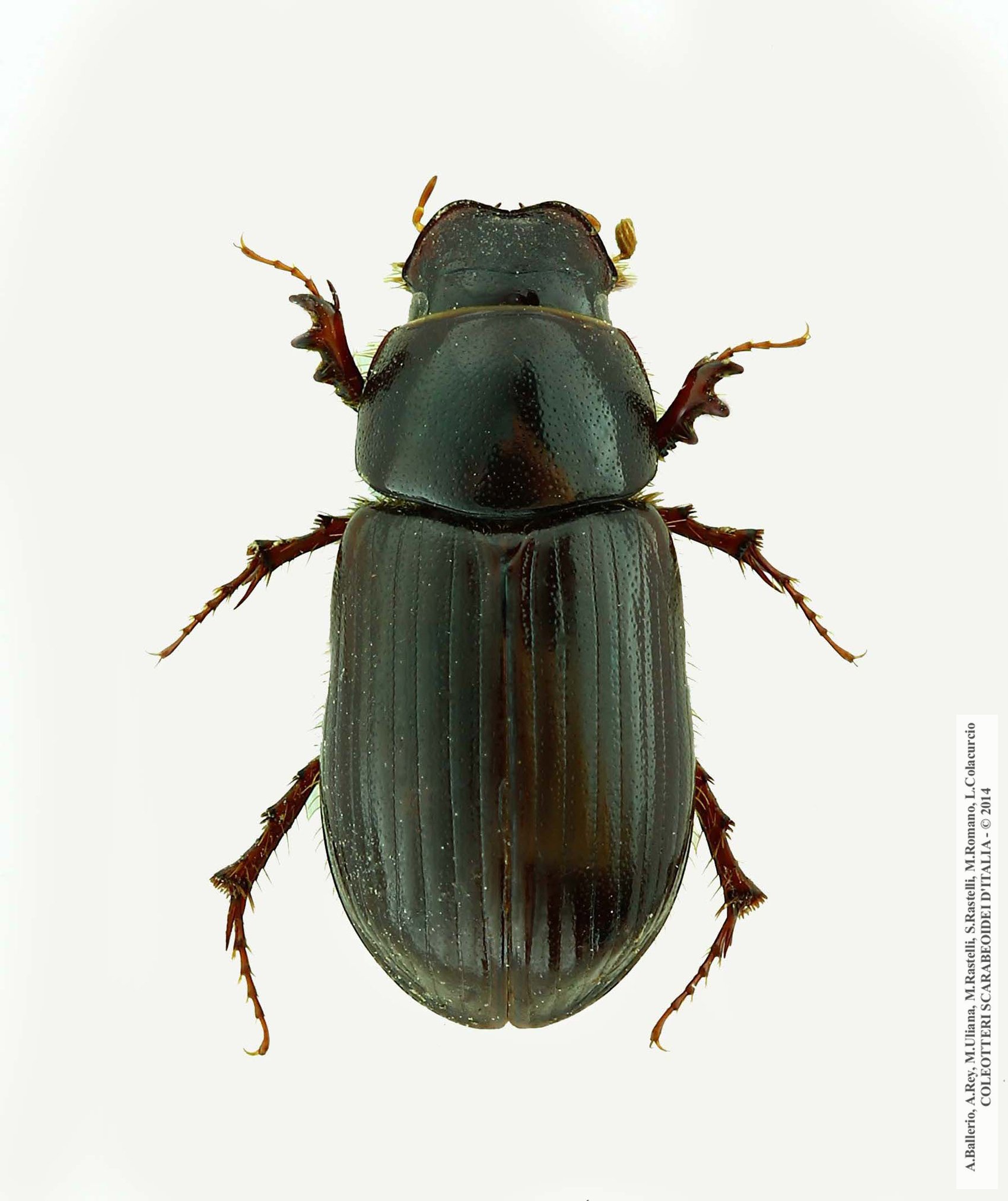 Anomius crovettii, femmina